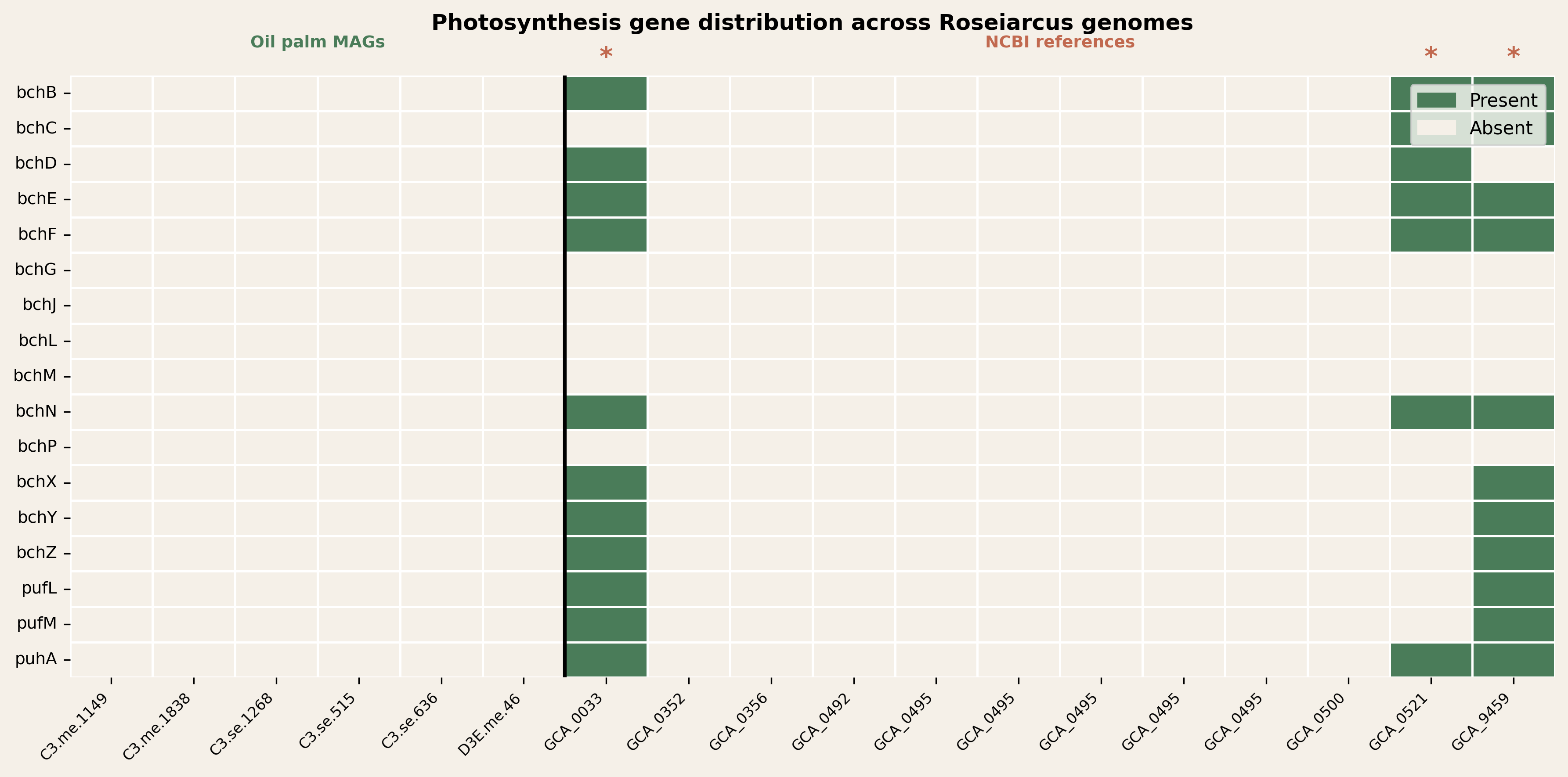 Roseiarcus photoheterotrophic paradox in BSR rhizosphere